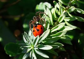 Wolf Spider Ladybird Pardosa