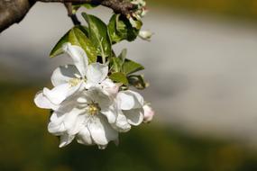 Cherry Blossoms Spring Flowering