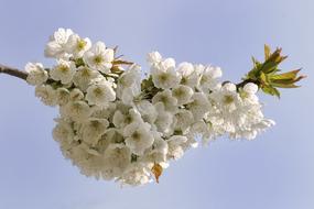 Spring Flowering Trees Flowers