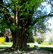 Old Chestnut Tree Log