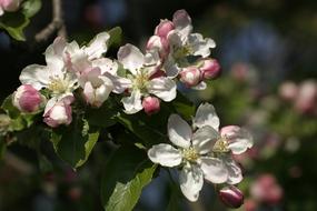 Spring Flowering Trees Flowers
