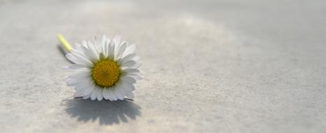 lonely white chamomile on gray background