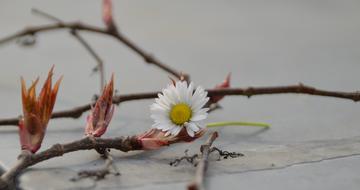 amazing Flower Daisy White