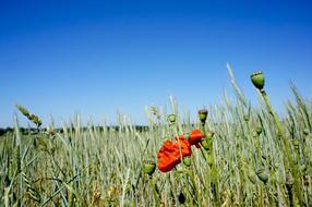 Poppy flowers and seed heads in green field