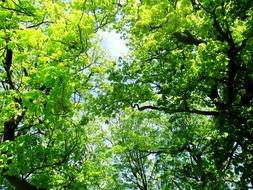 Trees Chestnut Leaves