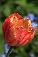 red Tulip Flower bud