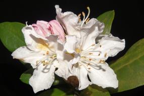 Rhododendron Flowers Close Up