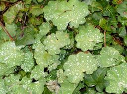 Frauenmantel Leaves Ground Cover