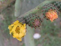 Close-up of the colorful and beautiful, blooming flowers in Tunisia, Africa