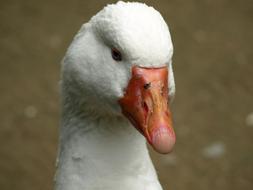Goose Head Bill