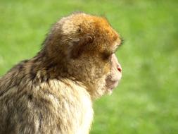 Barbary Ape Monkey Portrait