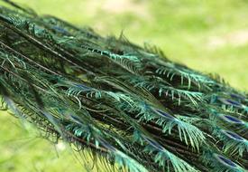 Peacock Wheel Feather Pavo