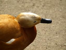Rust Goose Head Bill