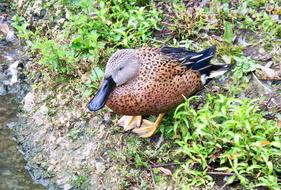 Cape Shoveler Duck Anas Smithii