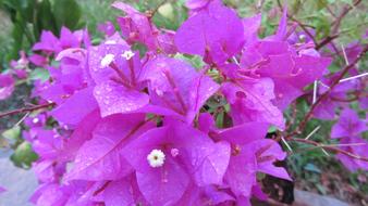 Buganvilla Flowers