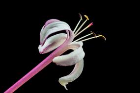 Close-up of the beautiful and colorful, blossoming lady sansai flower, in light, at black background