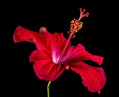 amazing Hibiscus Blossom black background