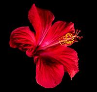red Hibiscus Blossom black background