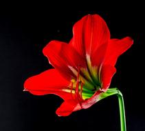 Blossom of red lily at darkness