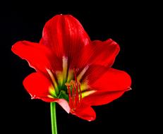 red green Flower black background