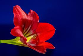 red flower on blue background