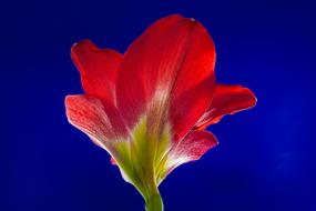 Close-up of the beautiful, blossoming, red and white flower, on the stem, in light, at blue sky on background