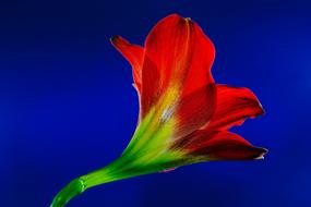 red tropical flower on blue background