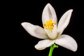 White and Orange Blossom Small Flower