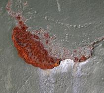Rust Wall Color Instep Protection