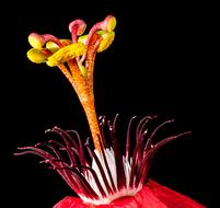amazing Passion Flower black background