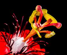 amazing Passion Blossom