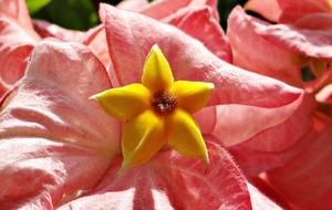 Close-up of the beautiful, blossoming, yellow, orange and pink mussaenda flowers, in sunlight, in Dharwad, India