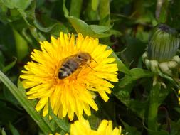 Bee Sonchus Oleraceus