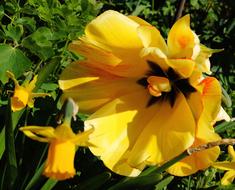 Close-up of the beautiful, blooming, yellow and black tulip flowers, among the green grass