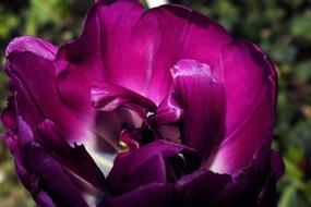 Close-up of the beautiful, blossoming, pink and white, gradient tulip flower