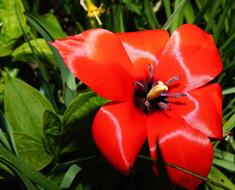 tulip with red petals in the grass close up