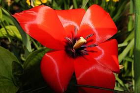 wide open red Tulip flower