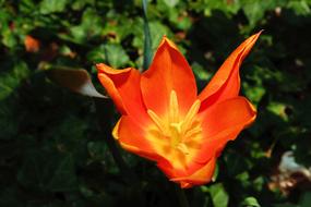 Close-up of the beautiful, red, orange and yellow tulip flower in Holland