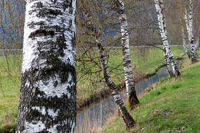 Birch trees and Water stream