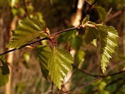 Birch Foliage Spring