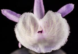 closeup photo of White Violet Wild Orchid