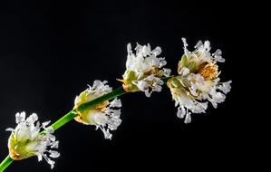 Flowers Wild White green black background
