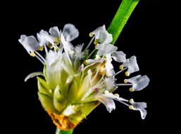 Beautiful, blossoming, white, yellow and green small flowers, on the stem, in light, at black background