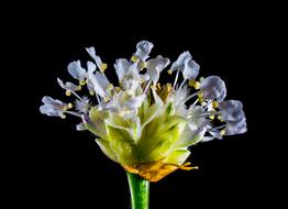 Flower Wild White blue black background