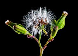 Wild Dandelion Small Flower