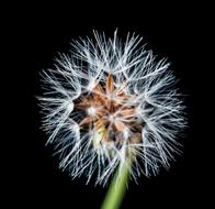 Dandelion Small Flower on black background