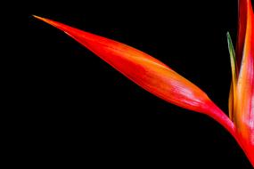 red Strelitzia Blossom Bloom at dark