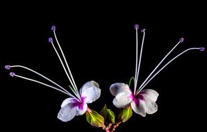 Clerodendrum, Verbenaceae, glorybower, Blossoms, macro