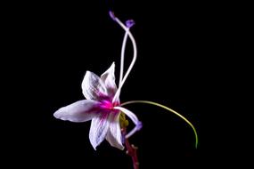 violet Blossom black background