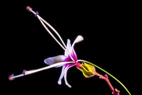 photo of Wild Flower Blossom